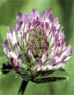  Red Clover can contribute to fibrocystic breast disease