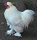 Fibrocystic Chicken